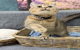 British Shorthair cats for sale: Stunning BSH golden/silver Kittens TICA - Advert 21