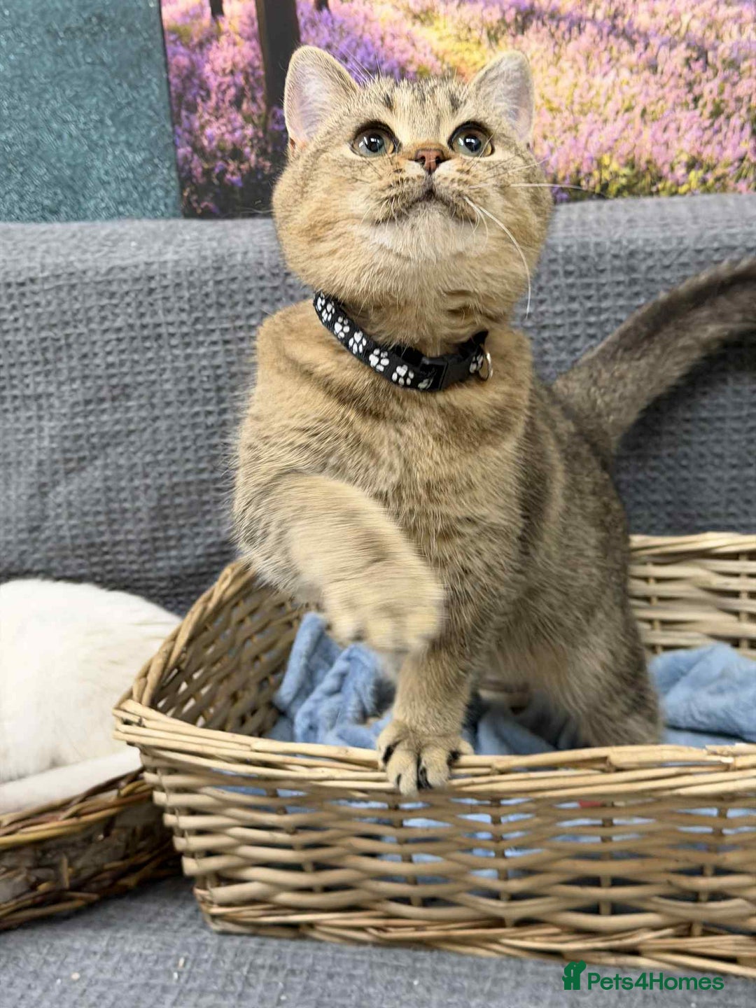 British Shorthair cats for sale: Stunning BSH golden/silver Kittens TICA - Advert 21