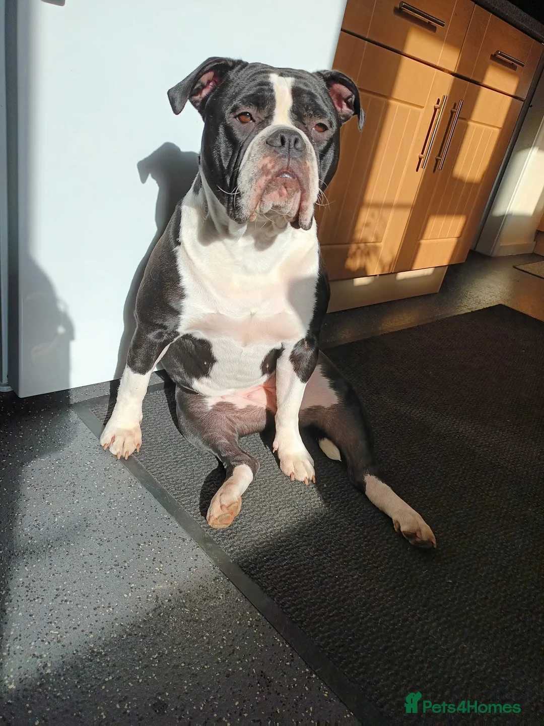 Dorset Olde Tyme Bulldogge dogs for sale: Olde tyme bulldog  - Advert 4