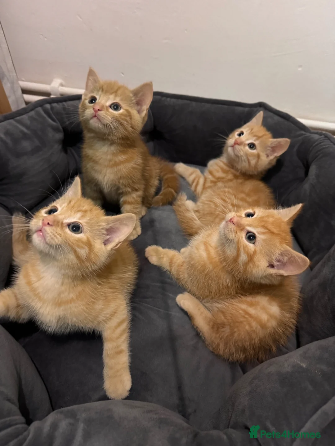 Mixed Breed cats for sale: Four gorgeous ginger kittens - Advert 8