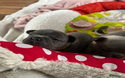 French Bulldog dogs for sale: French bulldog pups  - Image 7