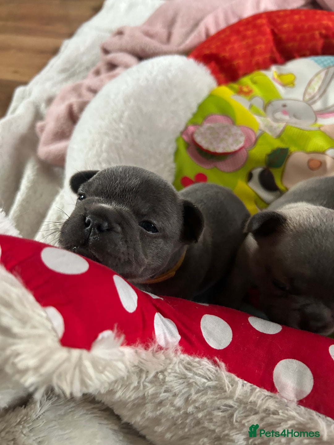 French Bulldog dogs for sale: French bulldog pups  - Image 7