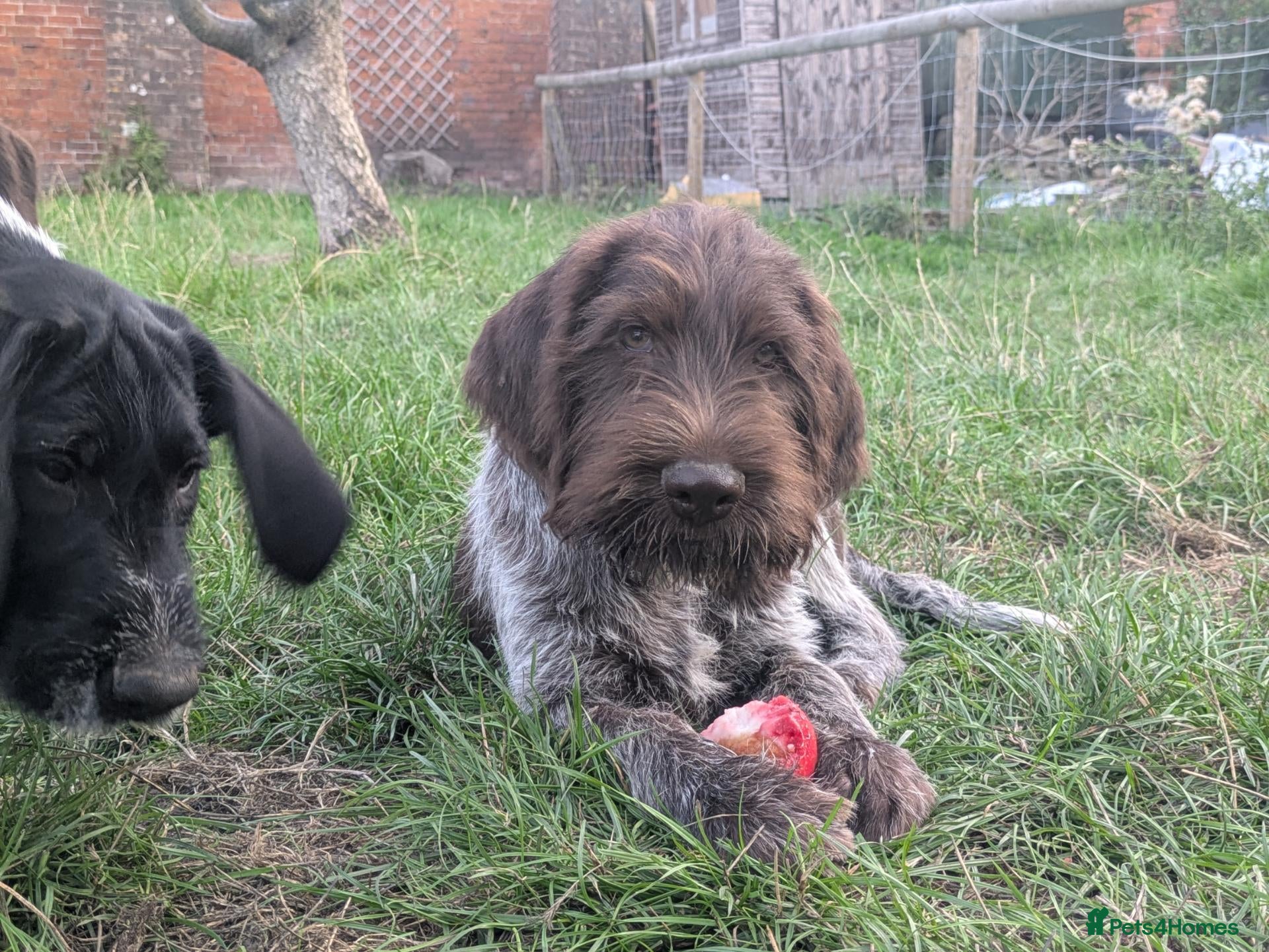German Wirehaired Pointer dogs German Wirehaired Pointer Puppies - Advert 2
