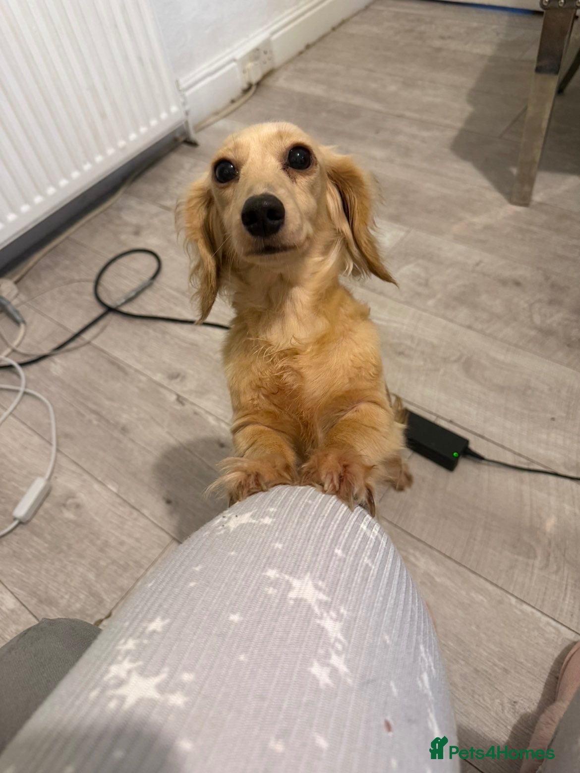 Dachshund dogs for sale: Miniature cream dachshund long haired - Advert 2