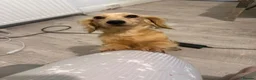 Dachshund dogs for sale: Miniature cream dachshund long haired - Advert 1