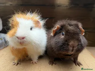 Guinea Pig rodents Loving boys 💙 - Advert 1