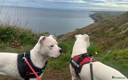 American Bulldog dogs for sale: Beautiful American bulldog puppies for sale - Image 6