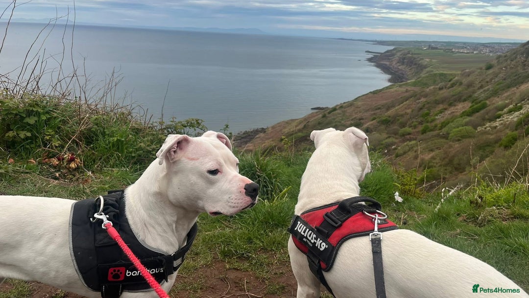 American Bulldog dogs for sale: Beautiful American bulldog puppies for sale - Image 6