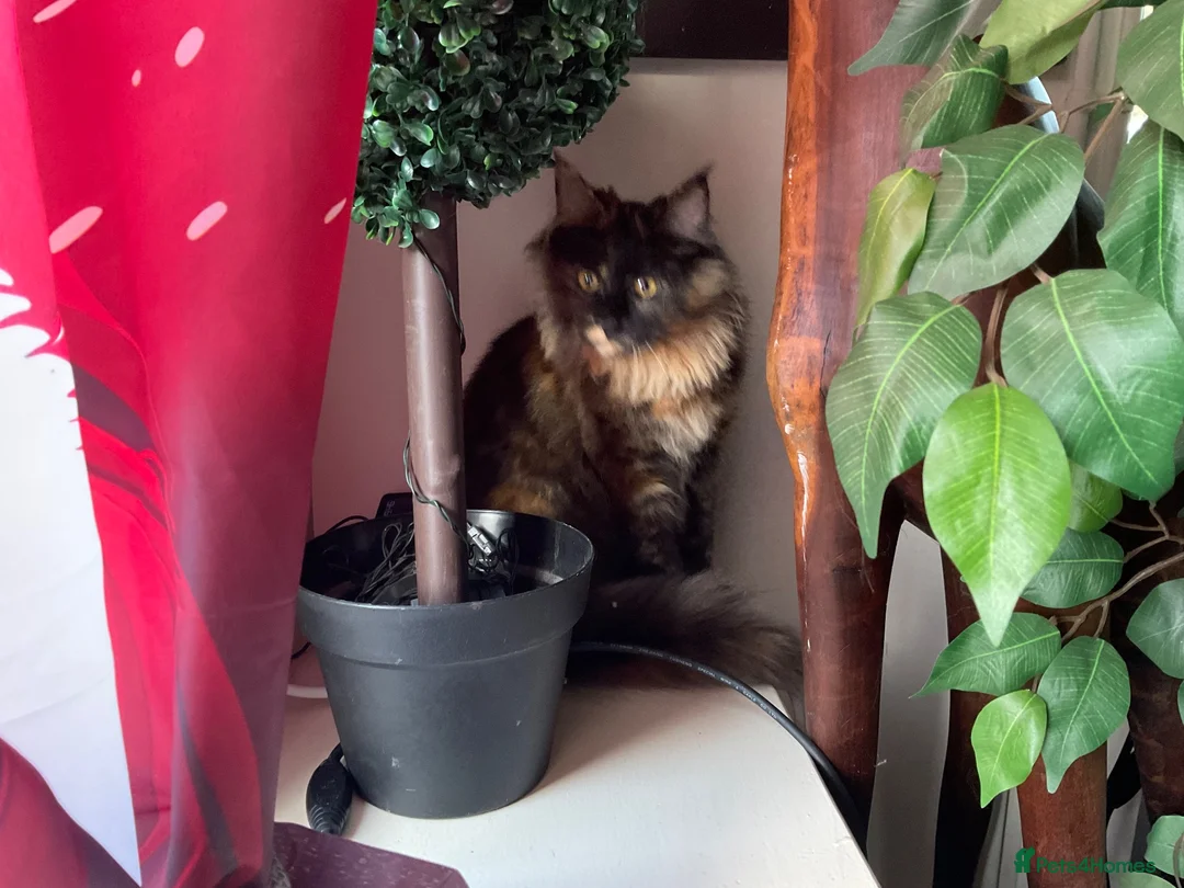 Maine Coon cats for sale: 🐾 Beautiful Maine Coon Tortie Female  - Advert 1
