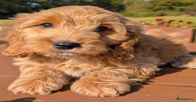 Cockapoo dogs - Advert 2