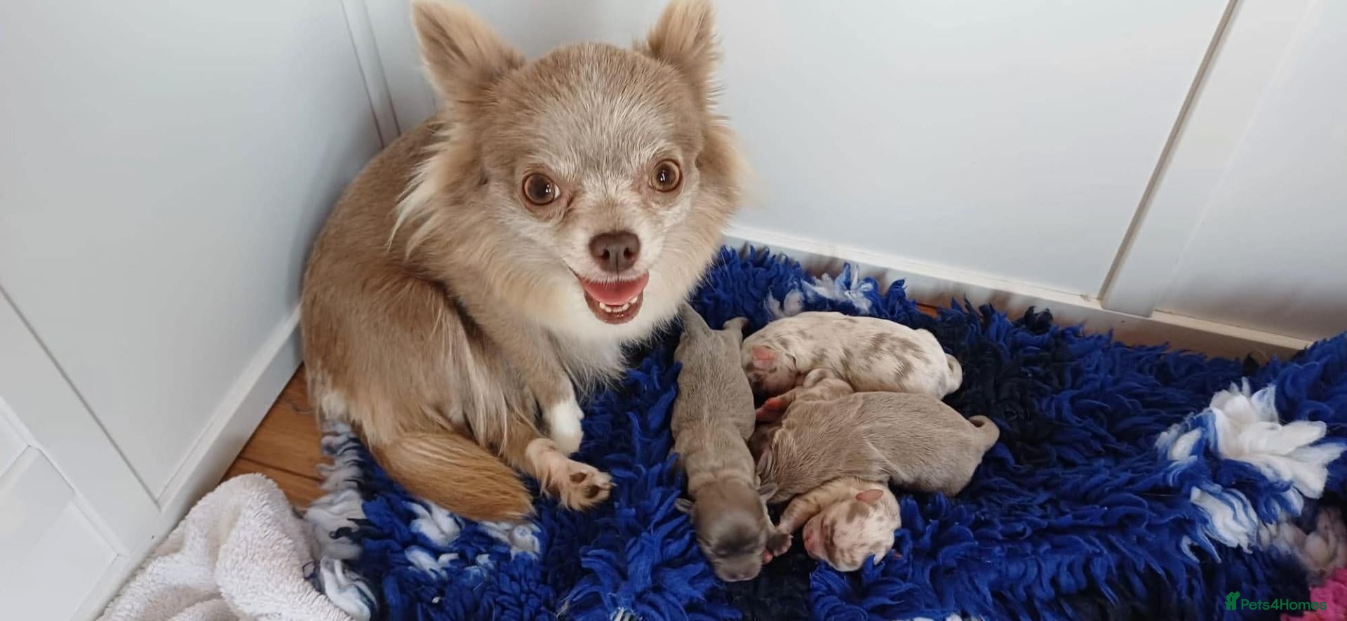 Chihuahua dogs Gorgeous Chihuahua Puppies - Advert 1
