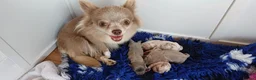 Chihuahua dogs for sale: Gorgeous Chihuahua Puppies in Leven - Advert 1