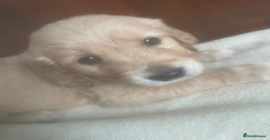 Golden Retriever dogs - Advert 7