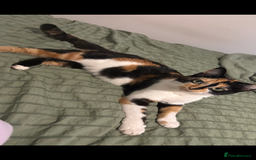 Mixed Breed cats for sale: 3 kittens ready to leave  - Image 7
