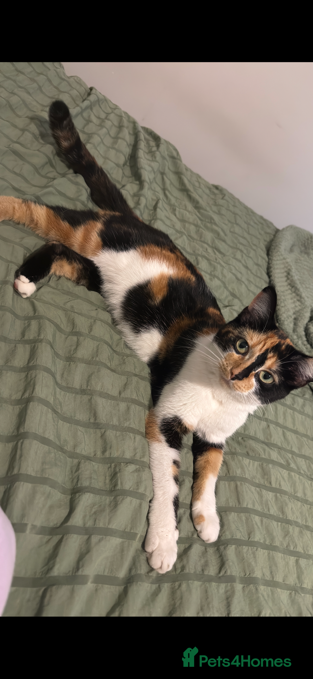 Mixed Breed cats for sale: 3 kittens ready to leave  - Image 7