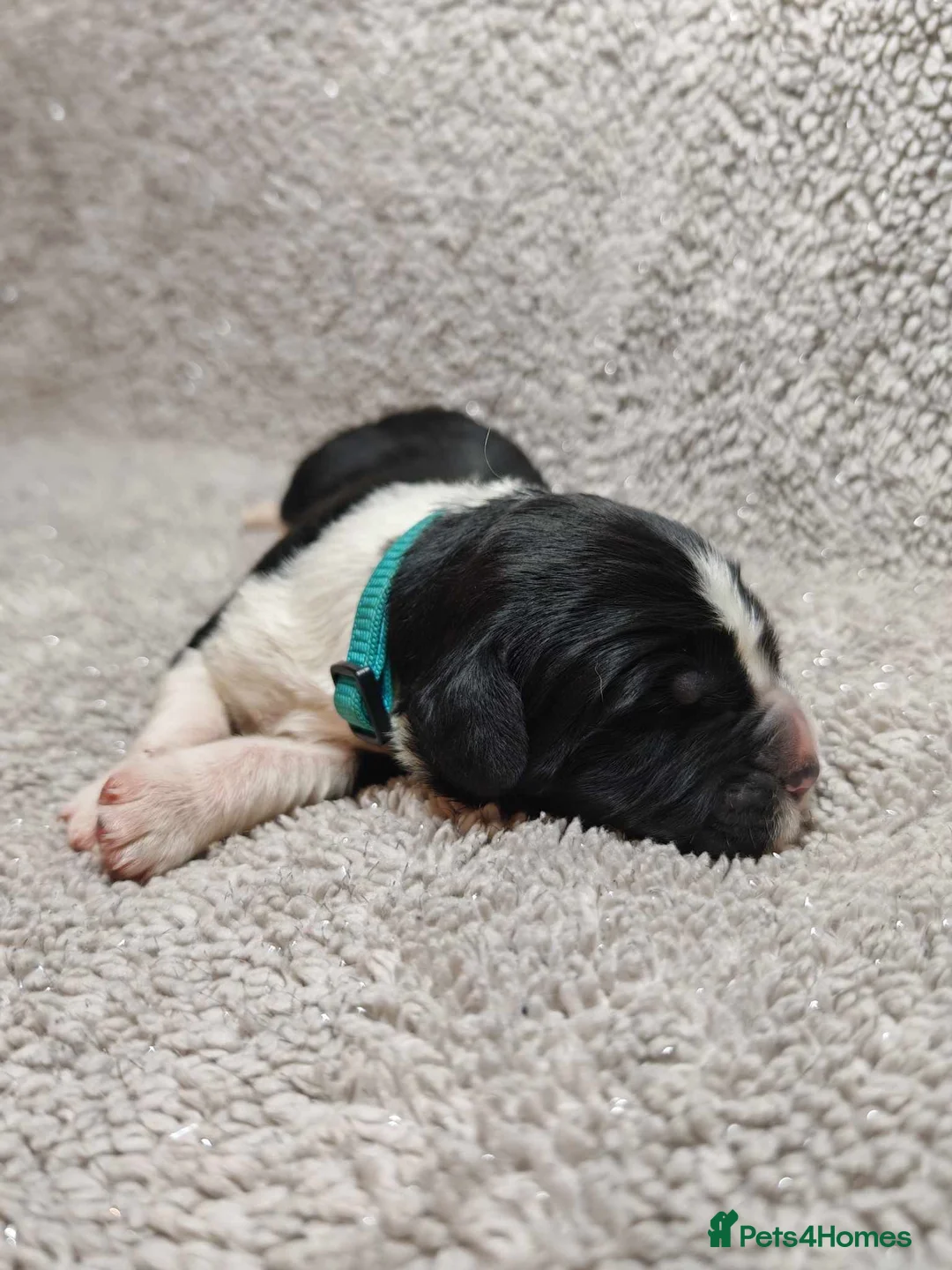 Newfoundland dogs for stud: KC REGISTERED NEWFOUNDLAND STUD HEALTH TESTED  in Basildon - Advert 14