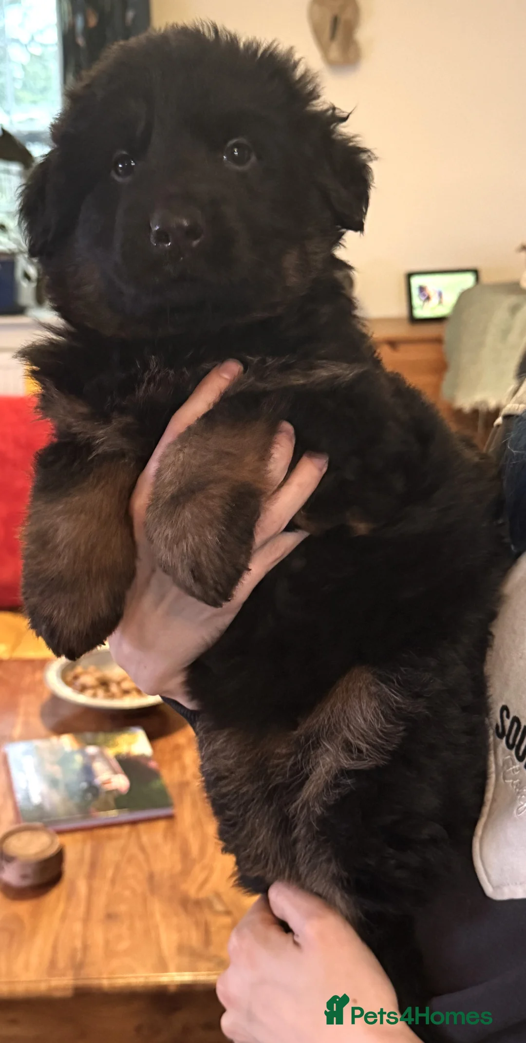 German Shepherd dogs for sale: Long coat GSD Pups With Health tested Parents - Advert 8