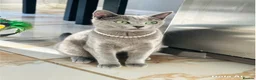 Russian Blue cats for sale: Top pedigree Instagram star Russian blue kittens - Advert 19