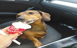 Dachshund dogs for stud: VINNY  - Image 2