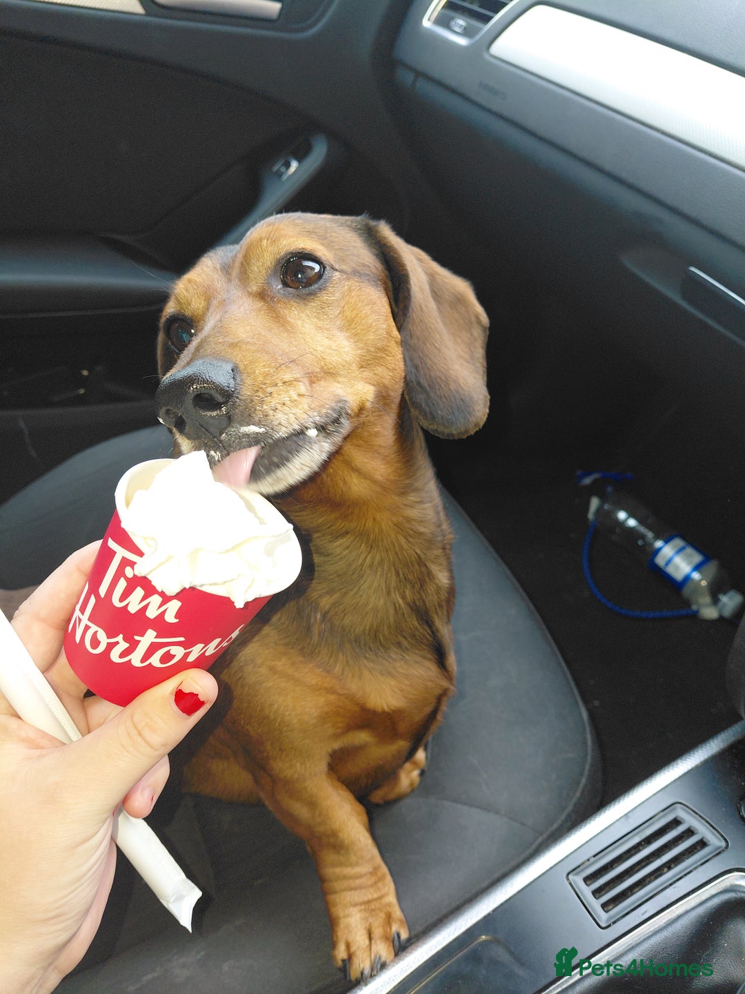 Dachshund dogs for stud: VINNY  - Image 2