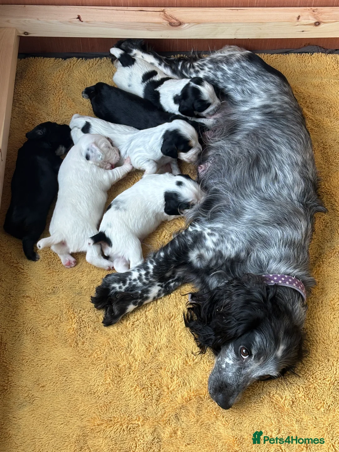 Cocker Spaniel dogs for sale: Working cocker spaniel puppies  - Advert 1