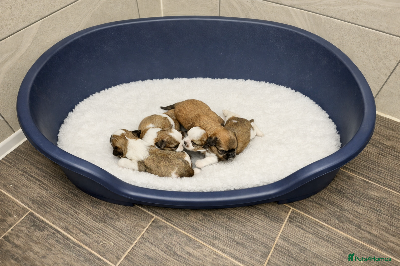 Shih Tzu dogs for sale: Shih Tzu Puppies - Advert 9