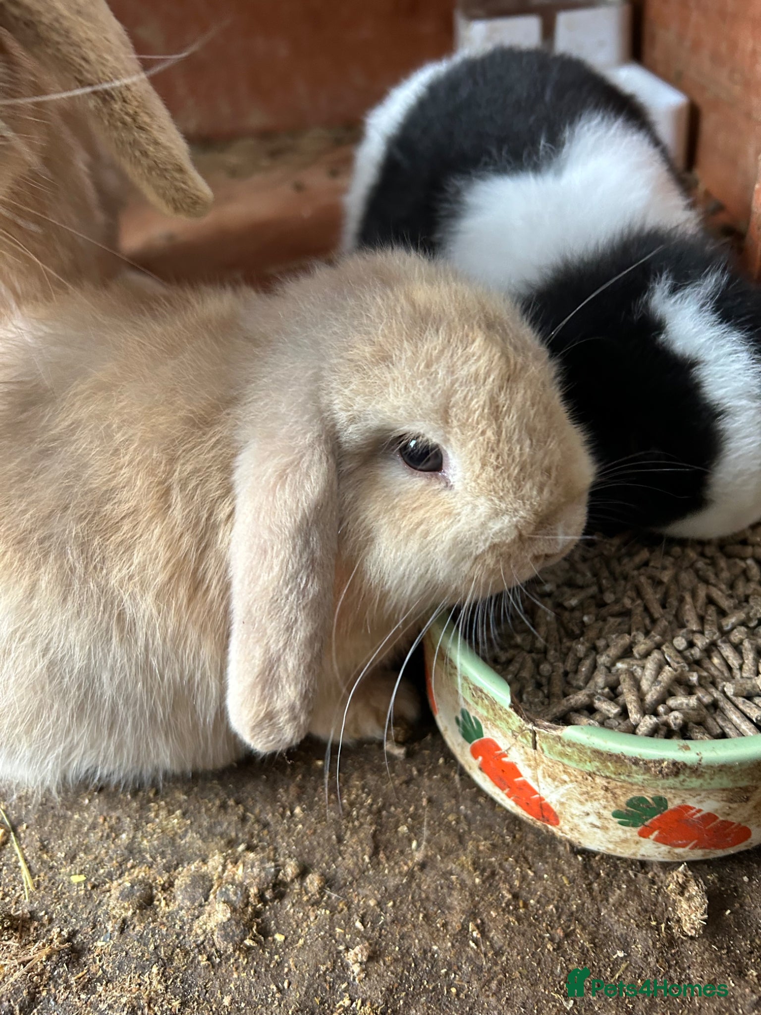Mini Lop rabbits Mini Lop Babies - Advert 1