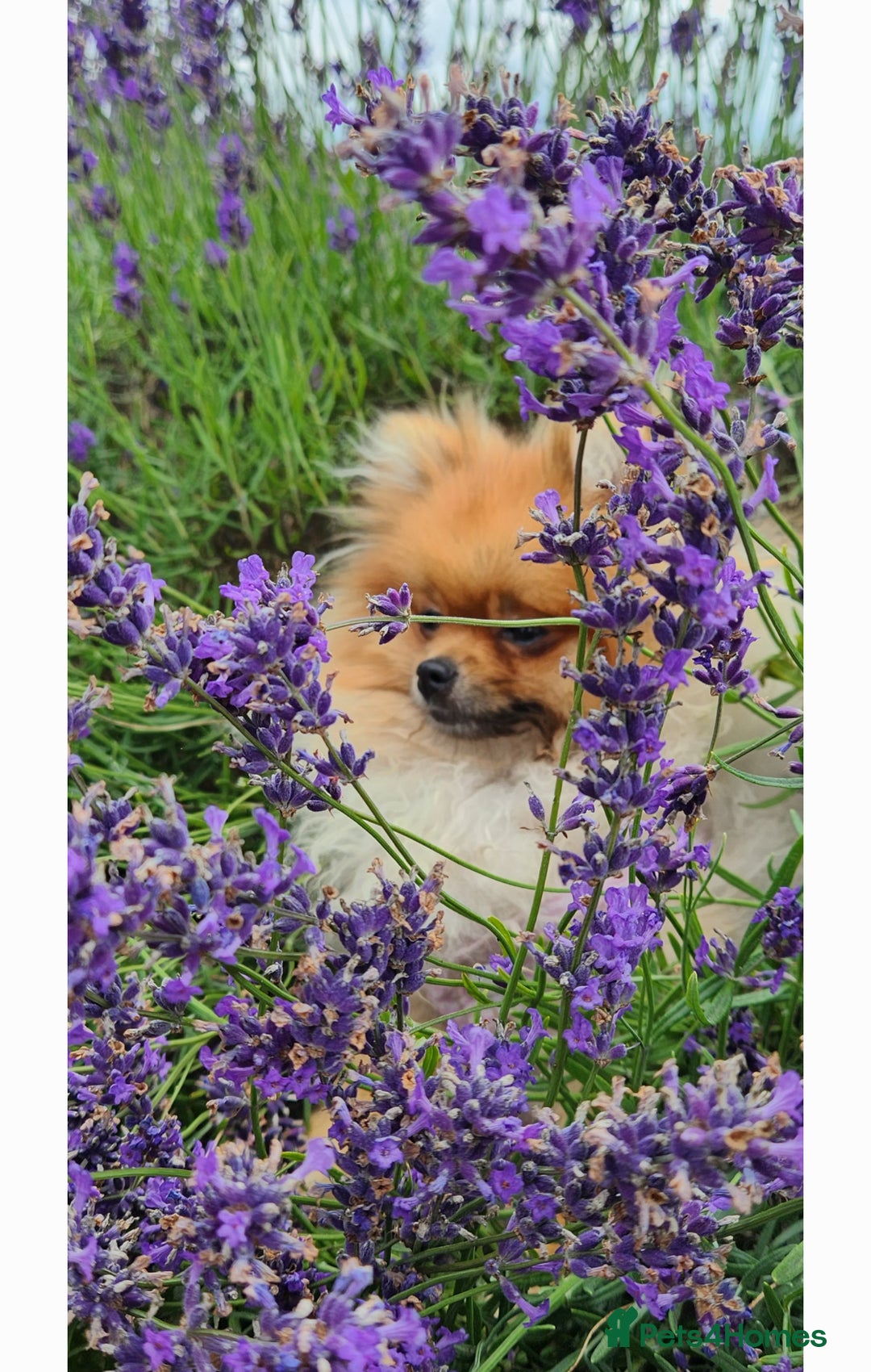 Pomeranian dogs for sale: Sweet little Lila  - Advert 13