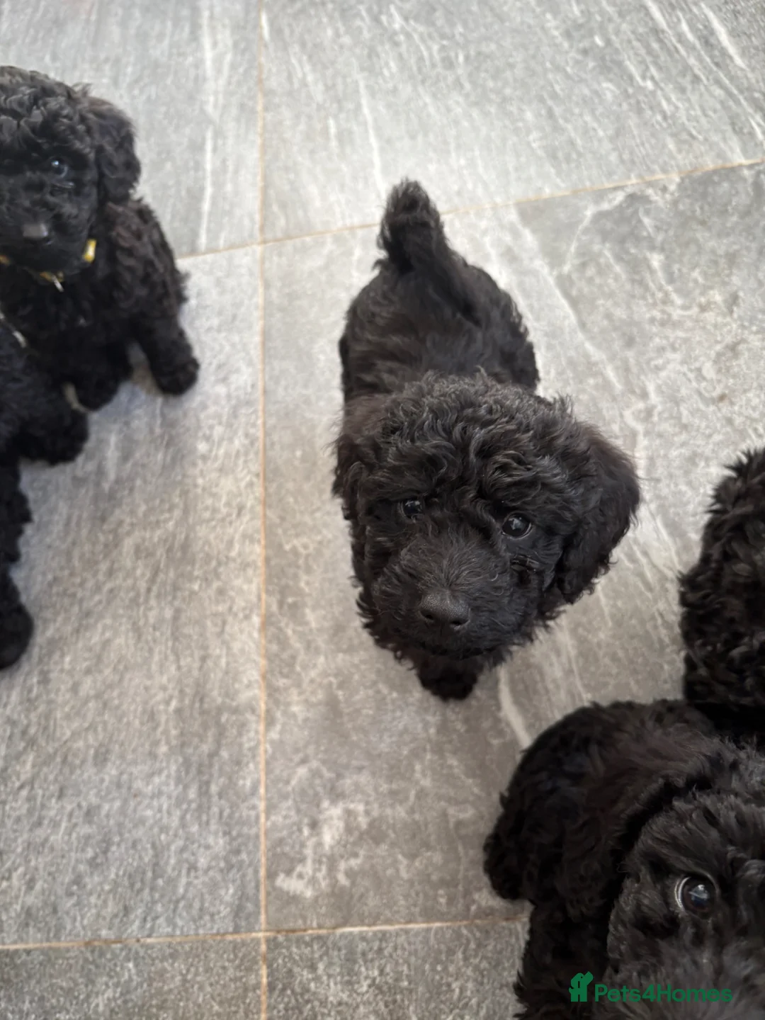 Labradoodle dogs for sale: 🐾🐾Amazing Miniature labradoodle 💝 - Advert 1