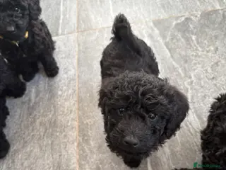 Labradoodle dogs 🐾🐾Amazing Miniature labradoodle 💝 - Advert 6