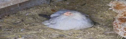 Hens poultry for sale: Bantam Hens -  Faverolles Pekins Sablepoot Sikies - Advert 12