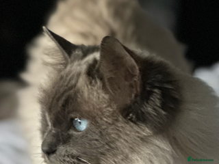 Ragdoll cats 🎀GCCF Heart-Melting Babies🦋 - Advert 4