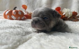 French Bulldog dogs for sale: Frenchie pups KC Registered  - Image 21