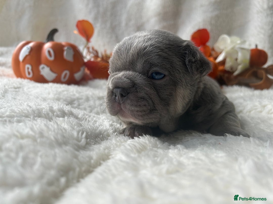 French Bulldog dogs for sale: Frenchie pups KC Registered  - Image 21