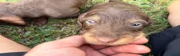 Dachshund dogs for sale: KC Regestered Teckel puppies in Cardiff - Advert 19