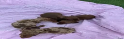Miniature Dachshund dogs for sale: Puppies - Advert 10