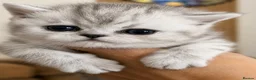 Exotic cats for sale: 2 high quality exotic females  - Advert 3