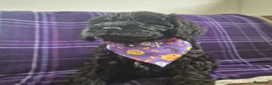 Schnoodle 2
