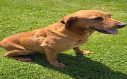 Labrador Retriever dogs for sale: Labrador pup’s for sale  - Image 5