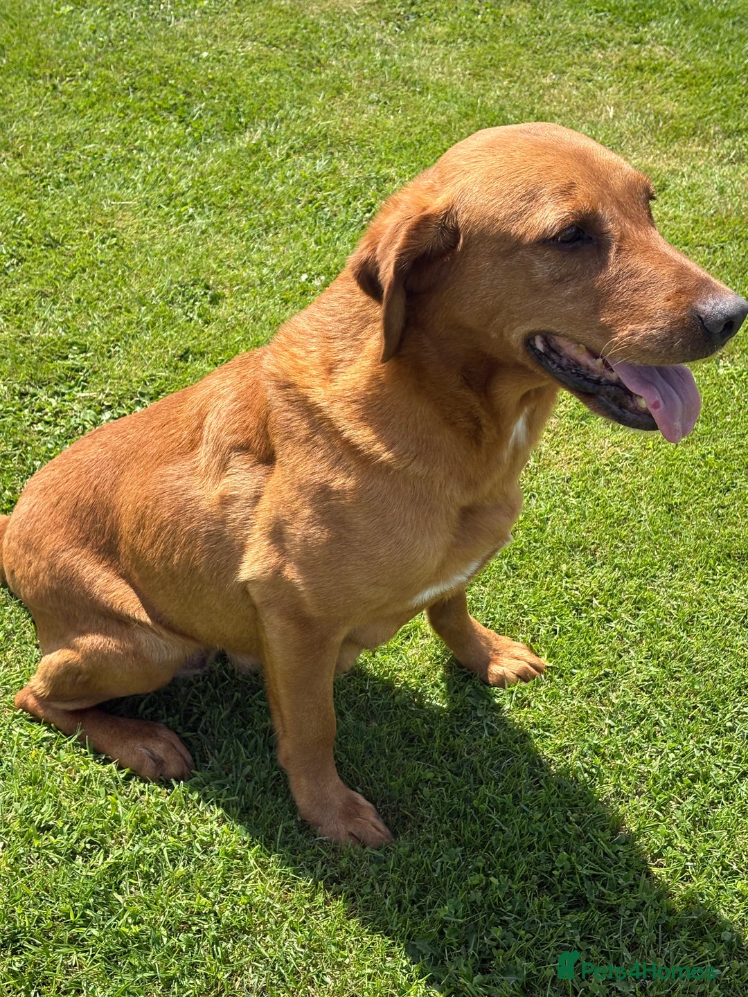 Labrador Retriever dogs for sale: Labrador pup’s for sale  - Image 5