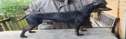 Manchester Terrier dogs for sale: Manchester terrier puppies  in Wimborne - Advert 9