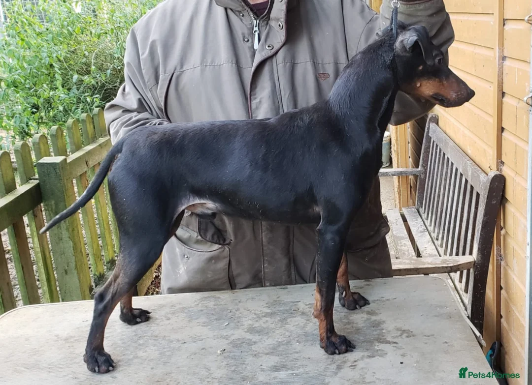 Manchester Terrier dogs for sale: Manchester terrier puppies  in Wimborne - Advert 9