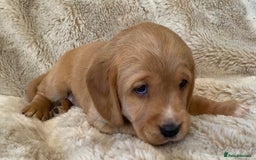 Cockerdor dogs for sale: Adorable f1 cockerdor puppies - Image 8