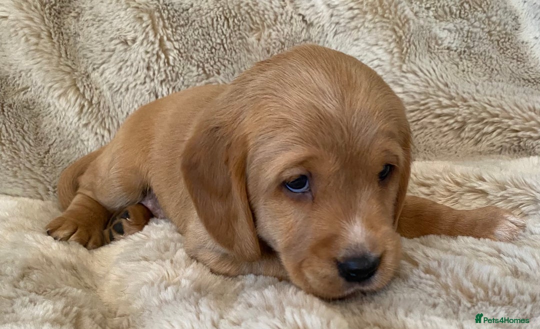 Cockerdor dogs for sale: Adorable f1 cockerdor puppies - Image 8