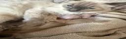 Ragdoll cats for sale: Gorgeous Ragdoll kittens - Advert 9
