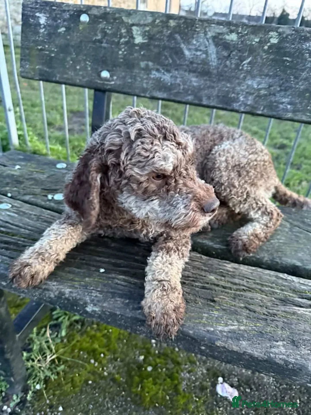 Lagotto Romagnolo dogs for sale: Lagotto Romagnolo Brown roan KC - Advert 3