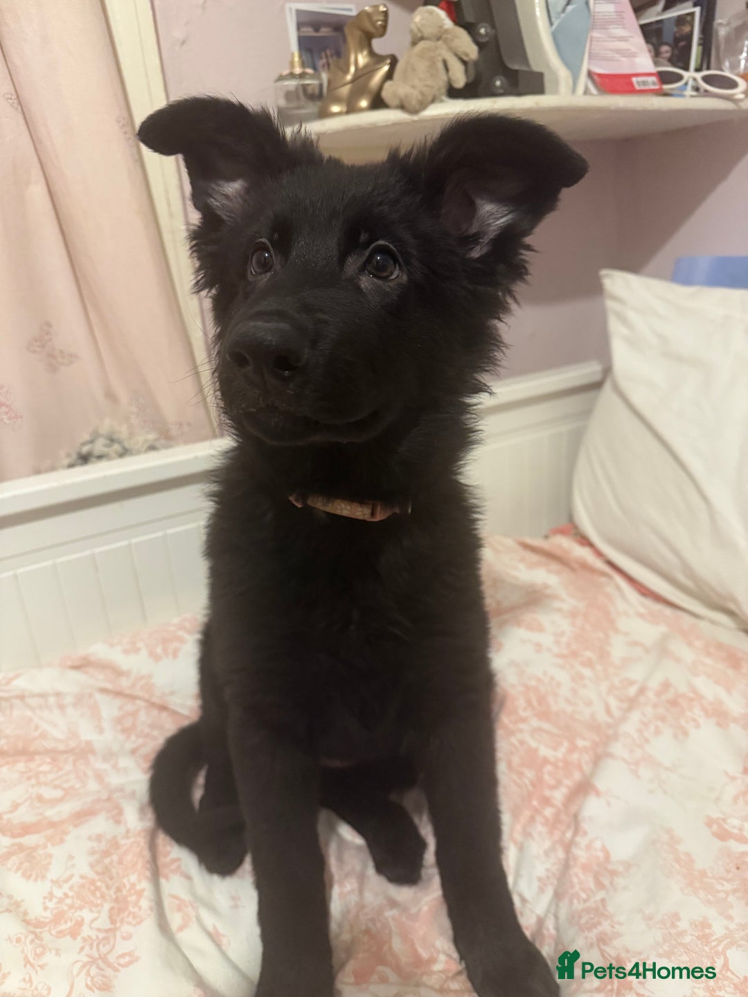 German Shepherd dogs for sale:  1 beautiful German Shepards left for sale! - Advert 8