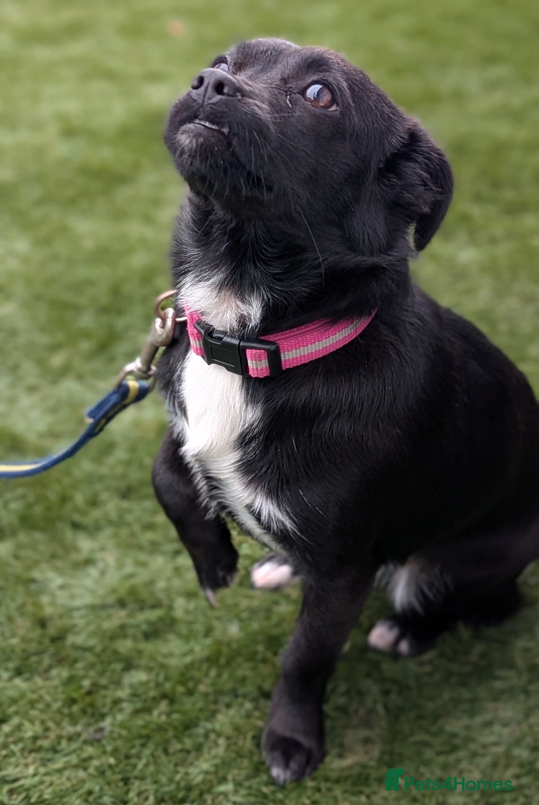 Mixed Breed dogs for sale: 8 month jack Russell/ chihuahua  - Advert 12