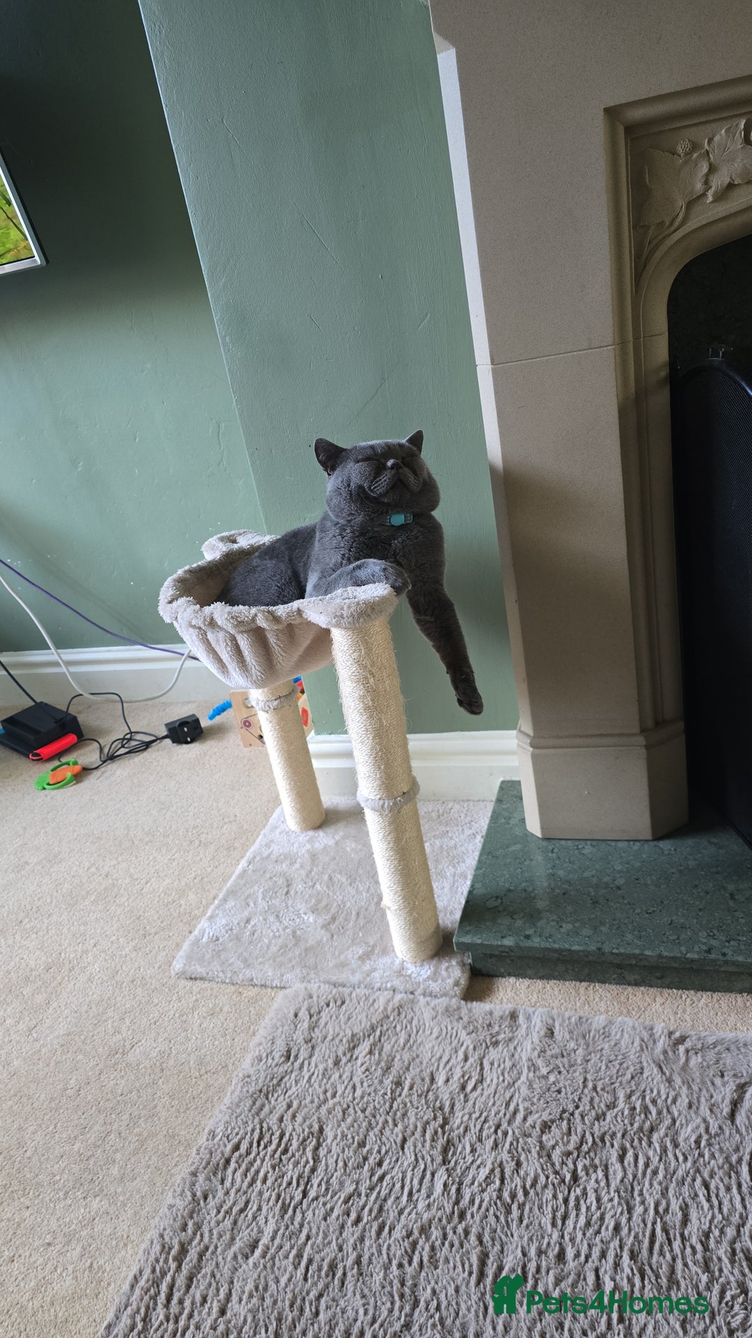 British Shorthair cats for sale: Hugo British shorthair - Advert 7