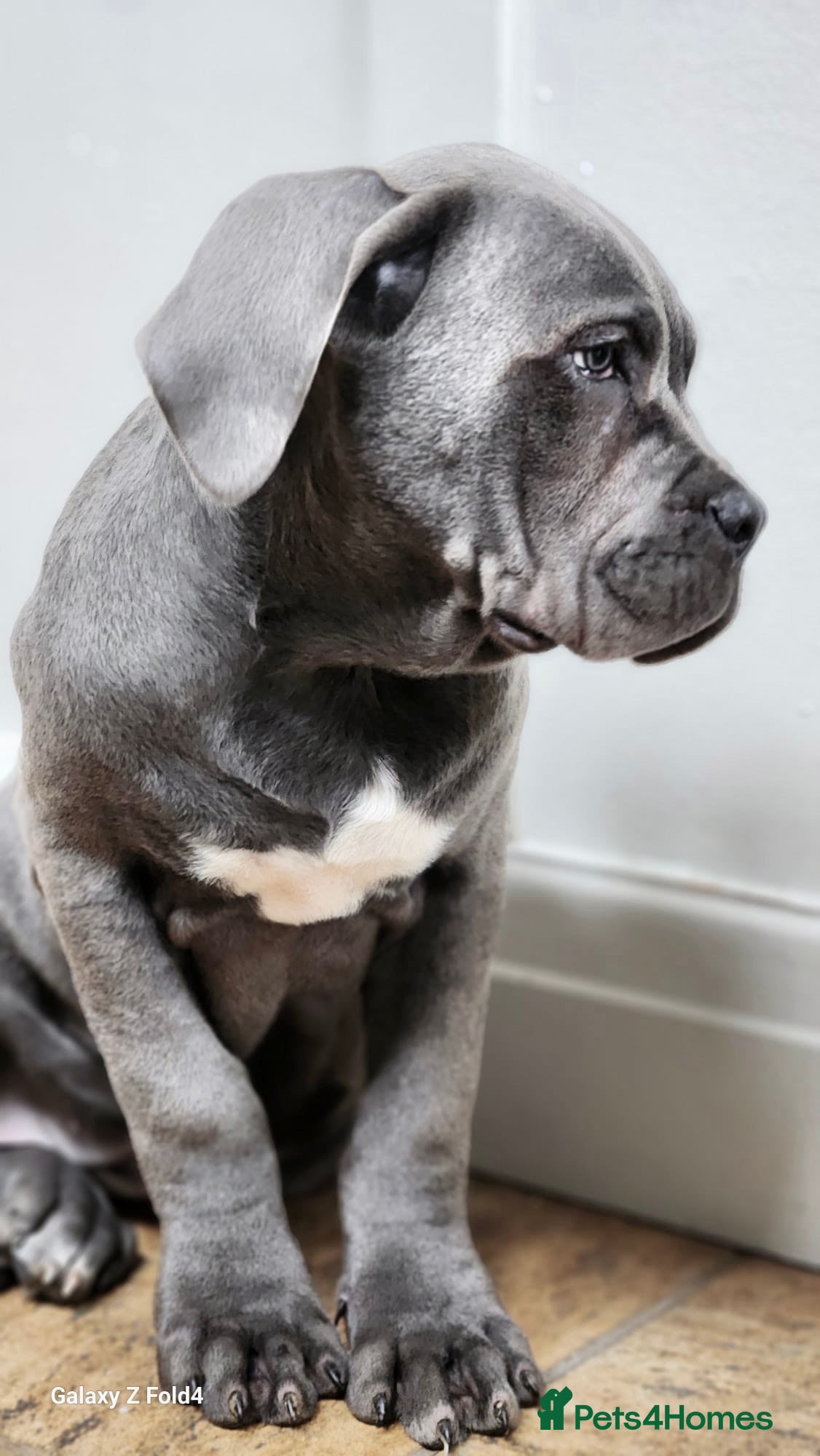 Cane Corso dogs Champion Blood Line Cane Corso Puppies - Advert 2